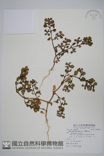 假海馬齒藏品圖，第1張