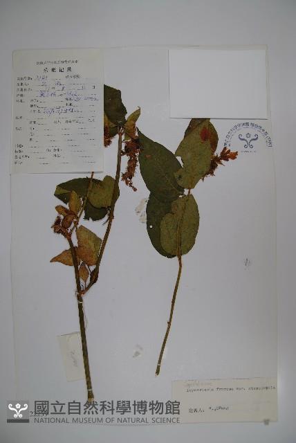 登錄號:S022239藏品圖，第1張