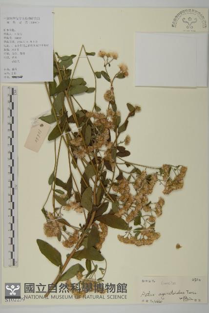 山白蘭藏品圖，第1張