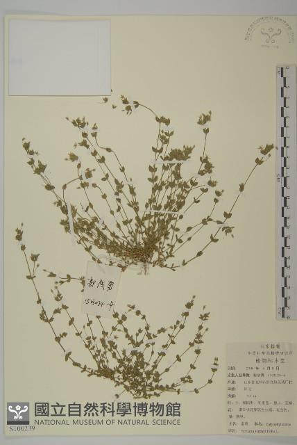 無心菜、鵝不食草藏品圖，第1張