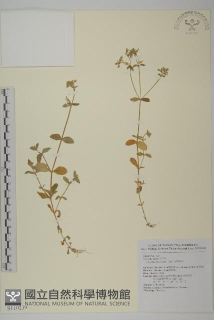 球序卷耳藏品圖，第1張