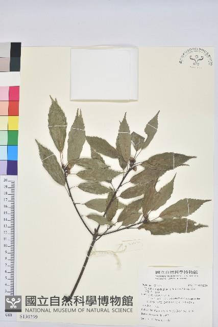 青剛櫟、鐵椆藏品圖，第1張