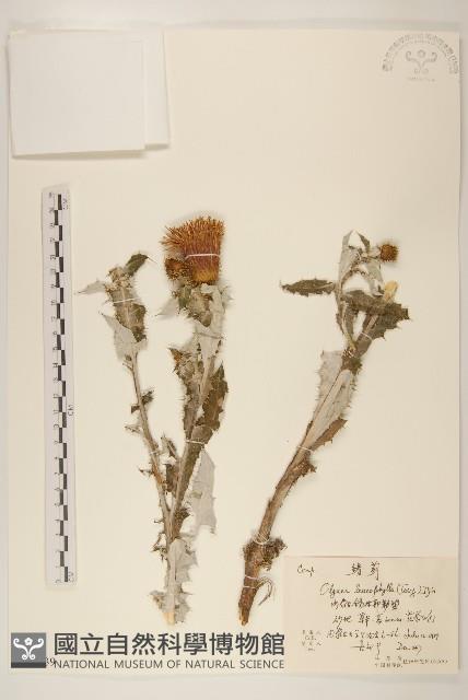 鰭薊藏品圖，第1張