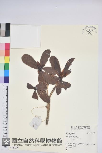 登錄號:S140239藏品圖，第1張