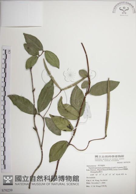 絡石藏品圖，第1張