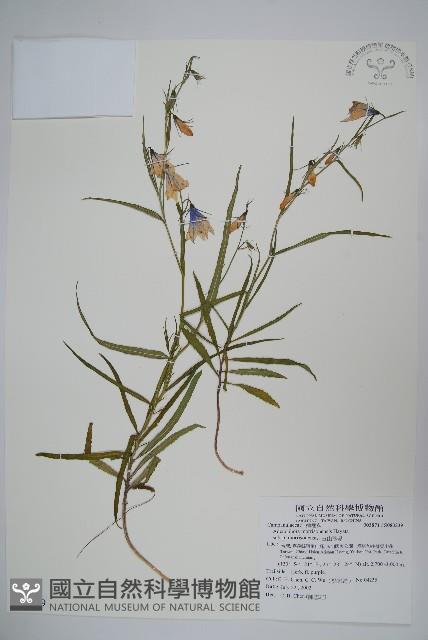 玉山沙參藏品圖，第1張