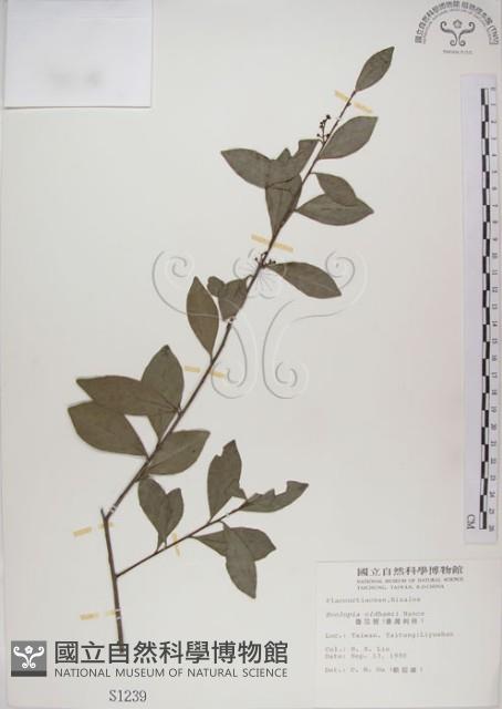 魯花樹藏品圖，第1張