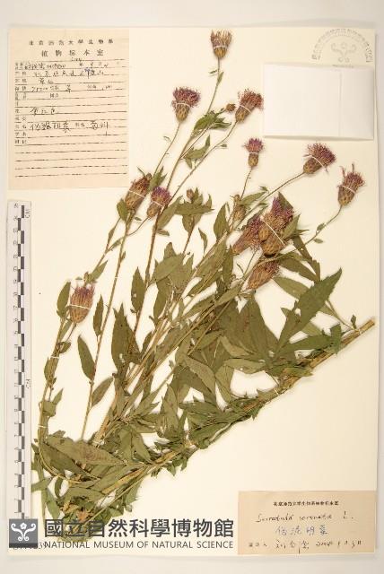 偽泥胡菜藏品圖，第1張