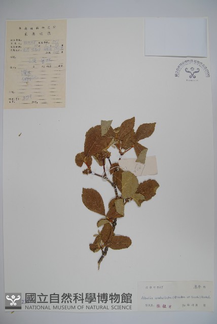 傘花六道木藏品圖，第1張
