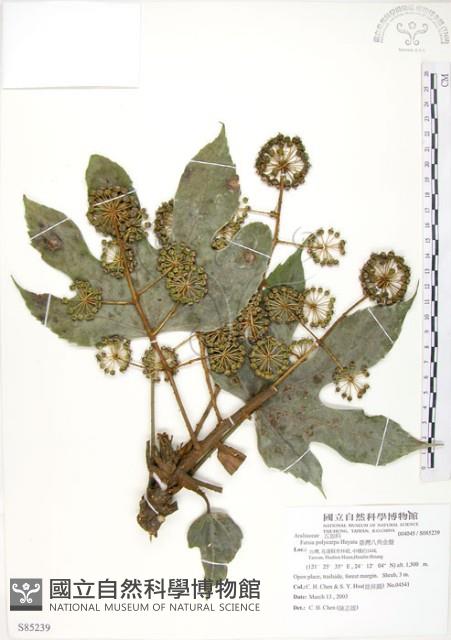 臺灣八角金盤藏品圖，第1張