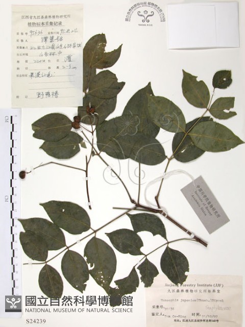 灰色木藍藏品圖，第1張