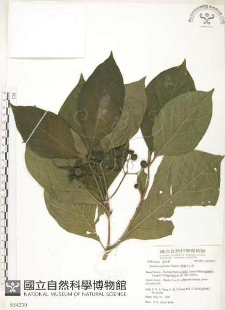 錫蘭玉心花藏品圖，第1張