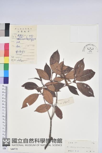 鹿角杜鵑、西施花、青紫木藏品圖，第1張