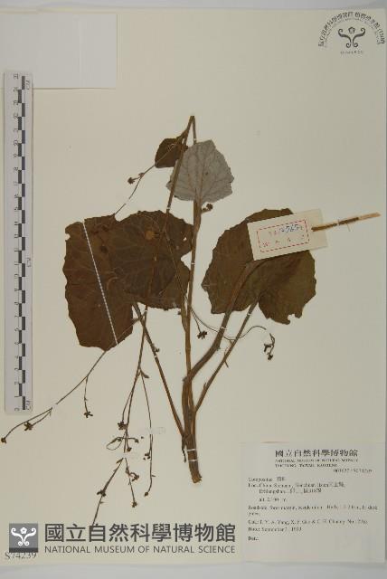 登錄號:S074239藏品圖，第1張