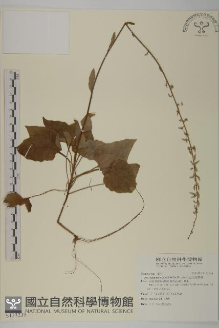 阿里山鬼督郵藏品圖，第1張