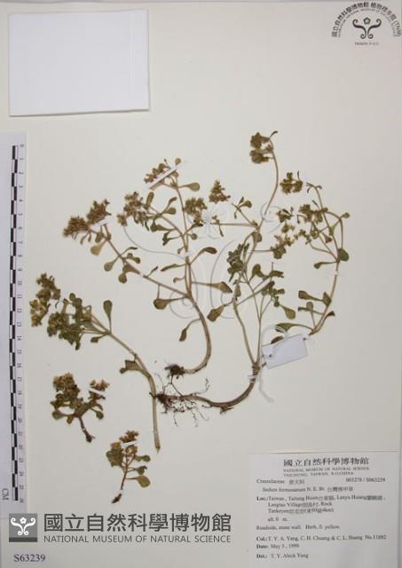 台灣佛甲草、石板菜藏品圖，第1張