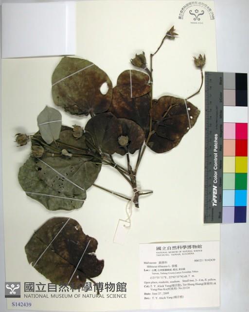 黃槿藏品圖，第1張