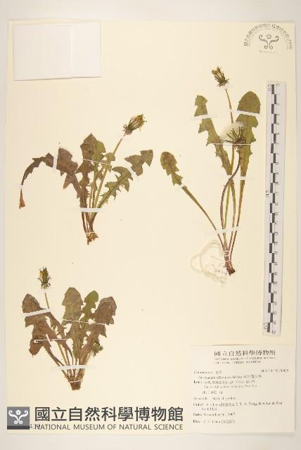 西洋蒲公英藏品圖，第1張