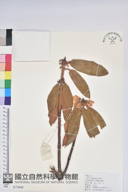 大白杜鵑藏品圖，第1張