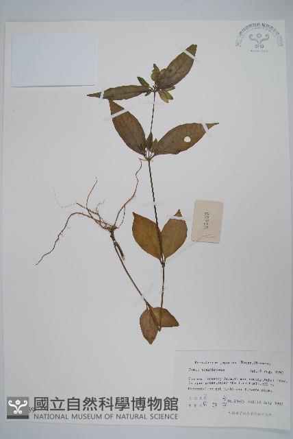 九頭獅子草藏品圖，第1張