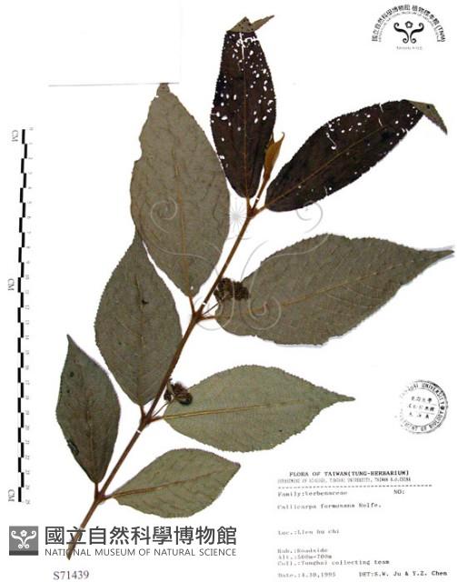 杜虹花，台灣紫珠藏品圖，第1張