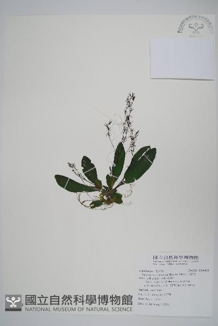 哈哼花藏品圖，第1張