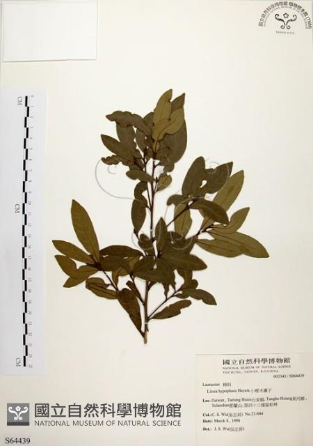 黃肉樹, 小梗木薑子藏品圖，第1張