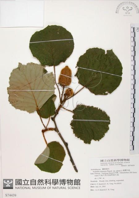 臺灣羊桃藏品圖，第1張