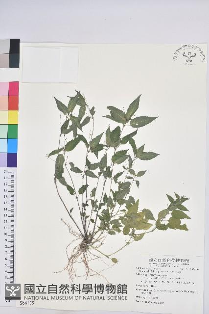 山靛藏品圖，第1張