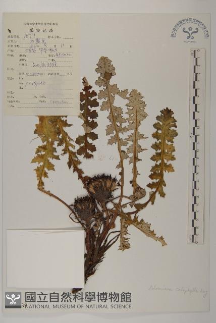 美葉藏菊藏品圖，第1張