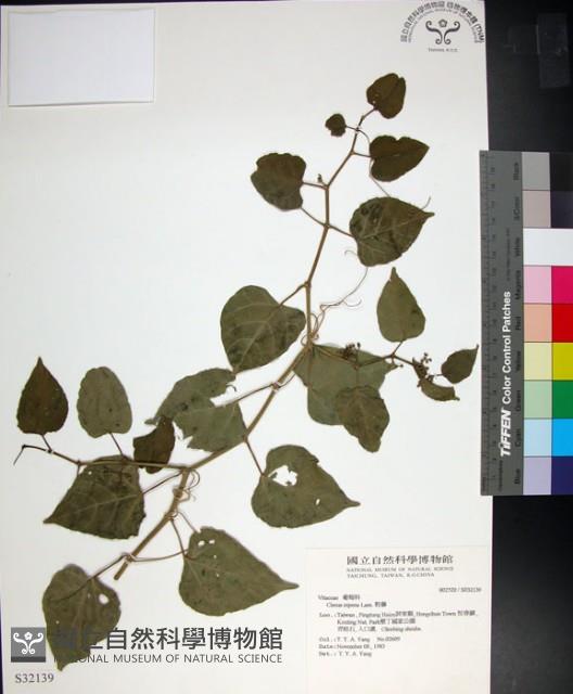 粉藤藏品圖，第1張