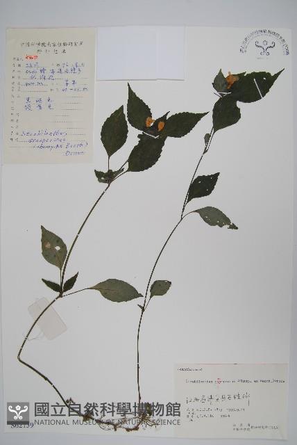 四子馬藍藏品圖，第1張