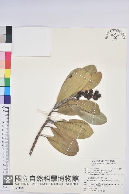 蘭嶼土沉香藏品圖，第1張