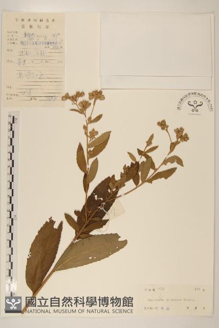 佩蘭、澤蘭藏品圖，第1張