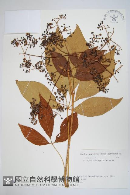 登錄號:S082139藏品圖，第1張