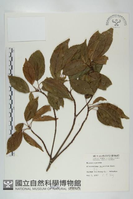 Japanese Elaeocapus Collection Image, Figure 1, Total 2 Figures