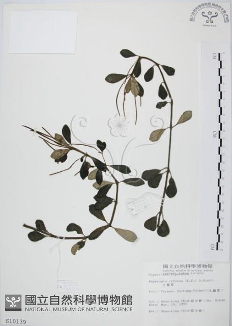 椒草藏品圖，第1張