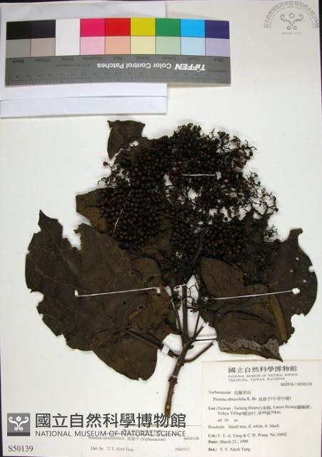 臭娘子藏品圖，第1張