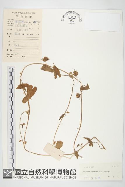 心萼薯藏品圖，第1張