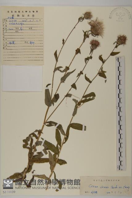 華薊藏品圖，第1張