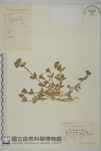 球序卷耳藏品圖，第1張