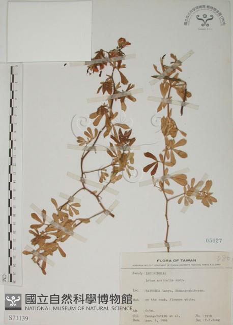 蘭嶼百脈根藏品圖，第1張