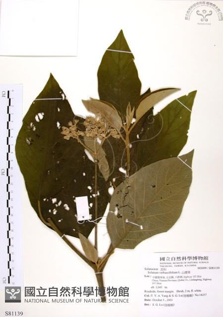 山煙草藏品圖，第1張