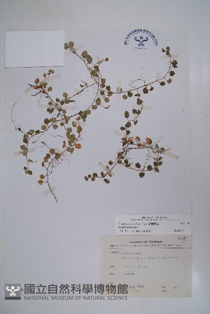 普刺特草藏品圖，第1張