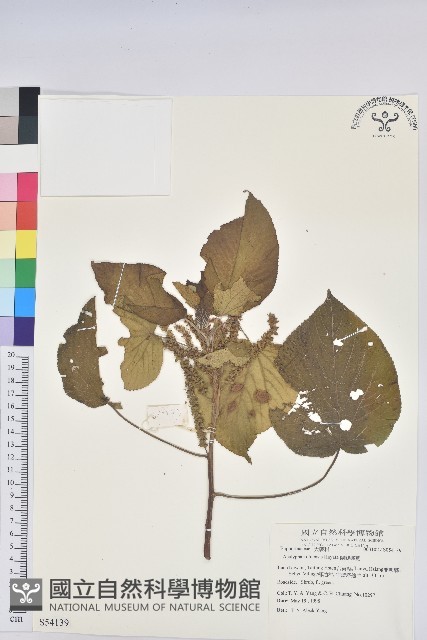 紅頭鐵莧、蘭嶼鐵莧藏品圖，第1張