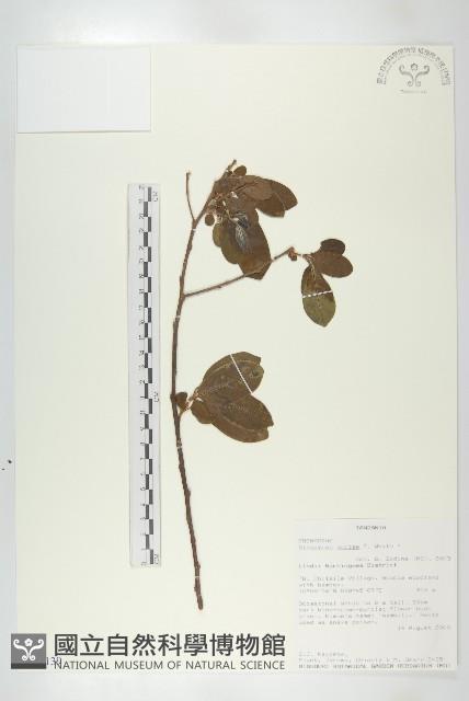 登錄號:S094139藏品圖，第1張