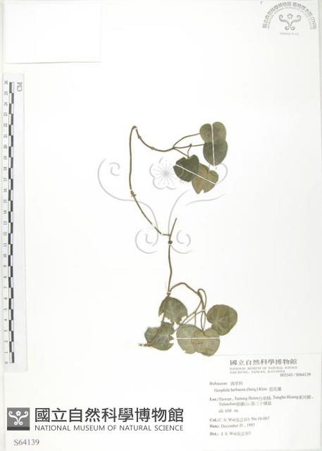 苞花蔓藏品圖，第1張