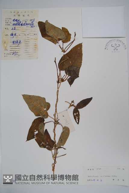 華蘿藦、奶漿藤藏品圖，第1張