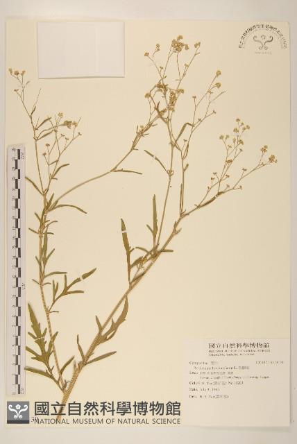 銀膠菊藏品圖，第1張