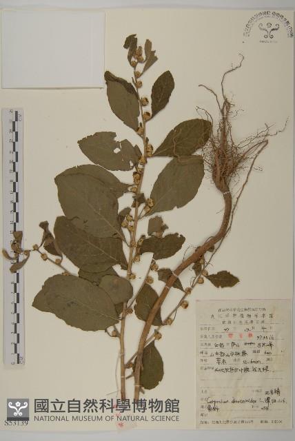 天名精藏品圖，第1張